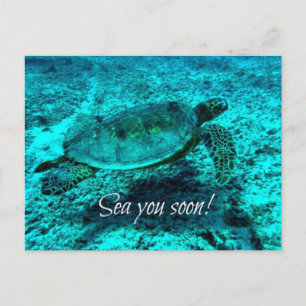 Sjö dig snart! Turtle Post Card Vykort