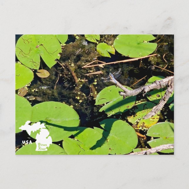 Sjö Erie Metropark Dragonfly med Logotyp Vykort (Framsida)