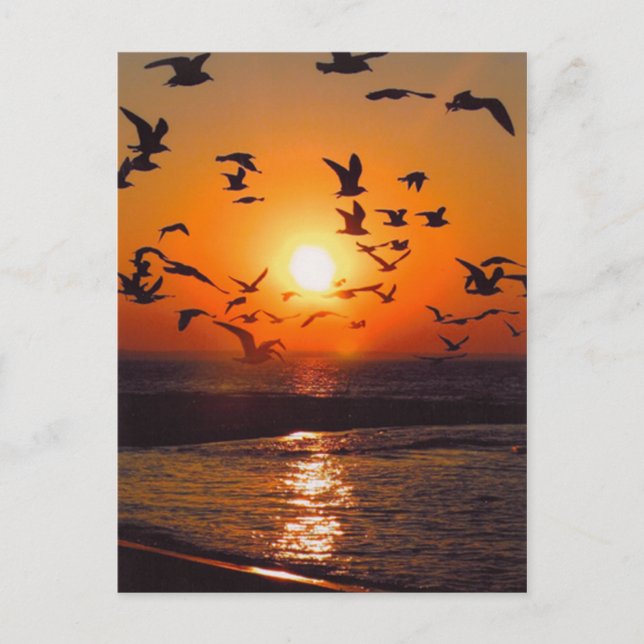 Sjö Erie Sunset Vykort (Framsida)