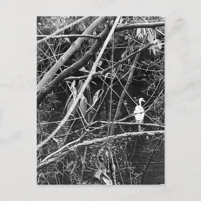 sjö george vykort (Framsida)