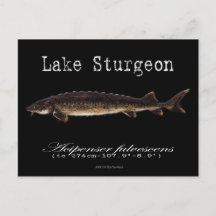 Sjö Sturgeon-Black-vykort