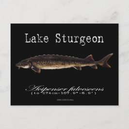 Sjö Sturgeon-Black-vykort Vykort
