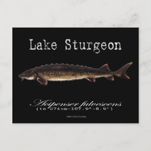 Sjö Sturgeon-Black-vykort Vykort
