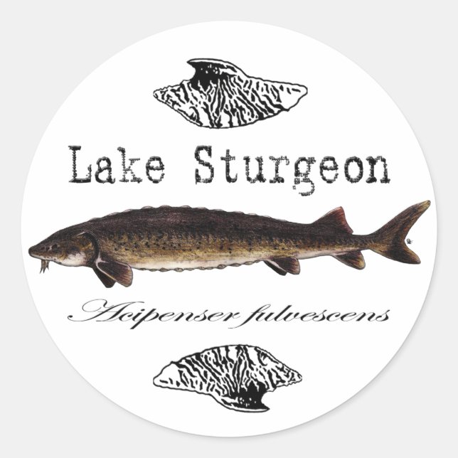 Sjö Sturgeon Runt Klistermärke (Framsida)