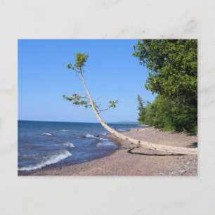 Sjö Superior Lonely Träd vykort