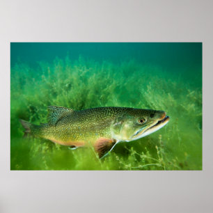 Sjö Trout Porträtt, Emerald Sjö, Montana Poster