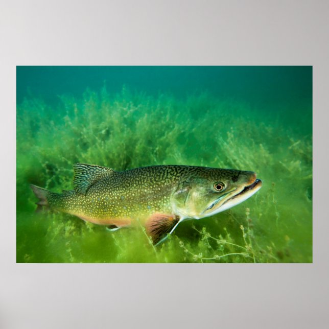 Sjö Trout Porträtt, Emerald Sjö, Montana Poster (Framsidan)