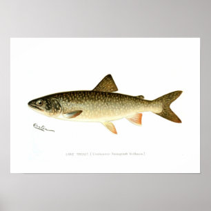 Sjö Trout Poster