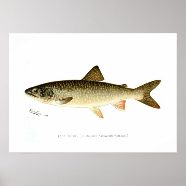 Sjö Trout Poster (Framsidan)