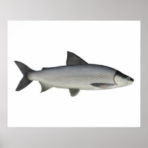 Sjö Whitefish