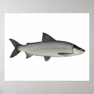 Sjö Whitefish Poster