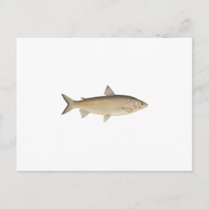 Sjö Whitefish Vykort