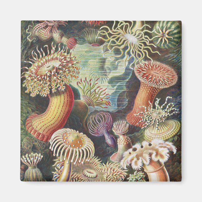 Sjöanemoner, Actiniae Seeanemonen Ernst Haeckel Magnet (Framsidan)