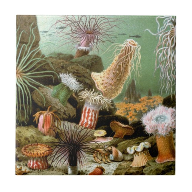 Sjöanemoner Marinliv, Vintage Havsdjur Kakelplatta (Framsidan)