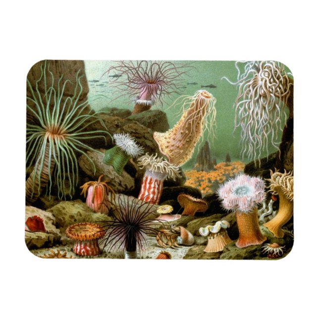 Sjöanemoner Marinliv, Vintage Havsdjur Magnet (Horisontell)