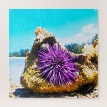 Sjöanemoner