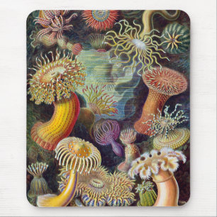 Sjöanemoner, Vintage Actiniae av Ernst Haeckel Musmatta