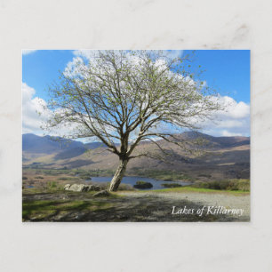 Sjöar av Killarney-vykort Vykort
