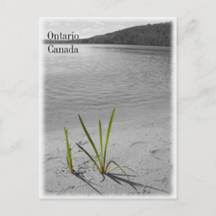 Sjöar of Ontario, Canada Postcard Black & White Vykort
