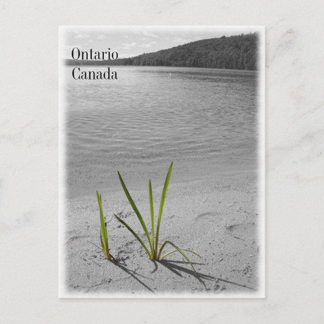 Sjöar of Ontario, Canada Postcard Black & White Vykort (Framsida)