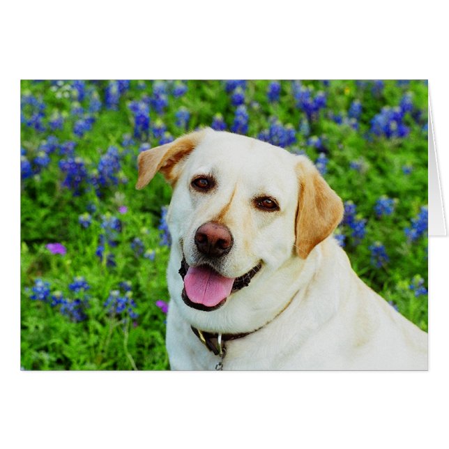 sjöblått hälsningskort (Framsidan Horizontal)