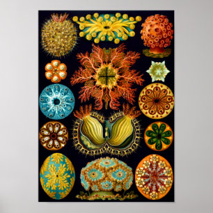 Sjöekter, Ernst Haeckel Fine Art Poster