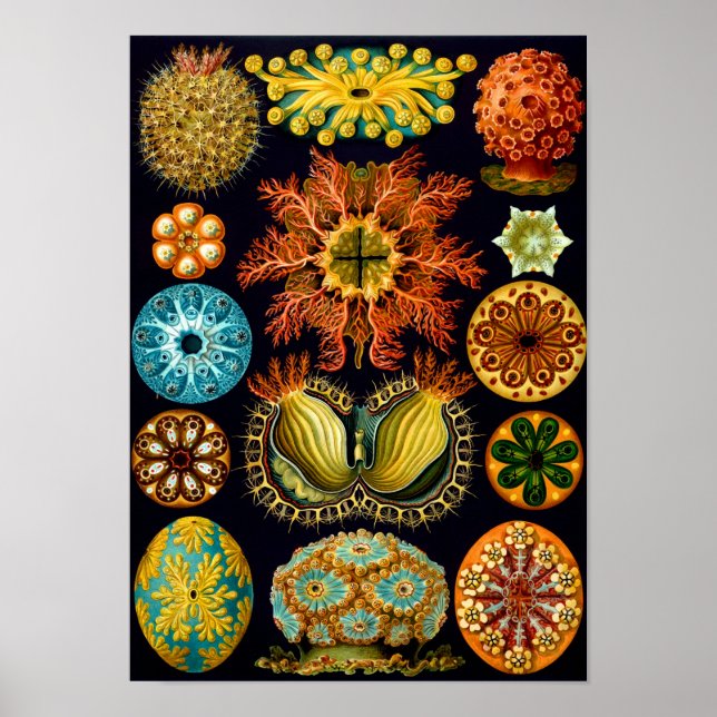 Sjöekter, Ernst Haeckel Fine Art Poster (Framsidan)