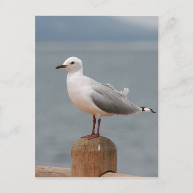 sjöfågel vykort (Framsida)