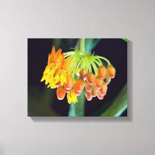 Sjöfräkenmjölkört Blommor och Knoppar Canvastryck