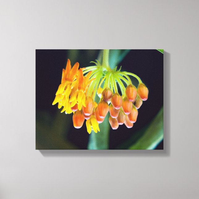Sjöfräkenmjölkört Blommor och Knoppar Canvastryck (Framsida)