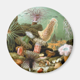 Sjögräs, Vintage marina levande havslevande djur Magnet