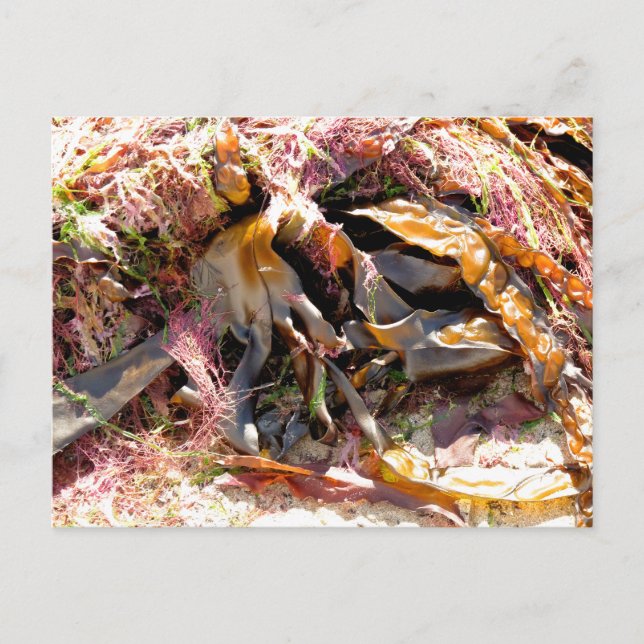 SJÖGRÄS VYKORT (Framsida)