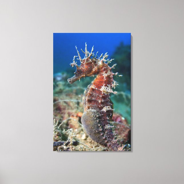 Sjöhäst | Hippocampus Ramulosus Canvastryck (Framsida)