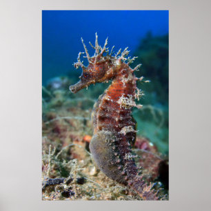 Sjöhäst Hippocampus Ramulosus Poster