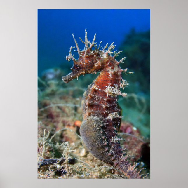 Sjöhäst | Hippocampus Ramulosus Poster (Framsidan)