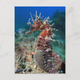 Sjöhäst Hippocampus Ramulosus Vykort
