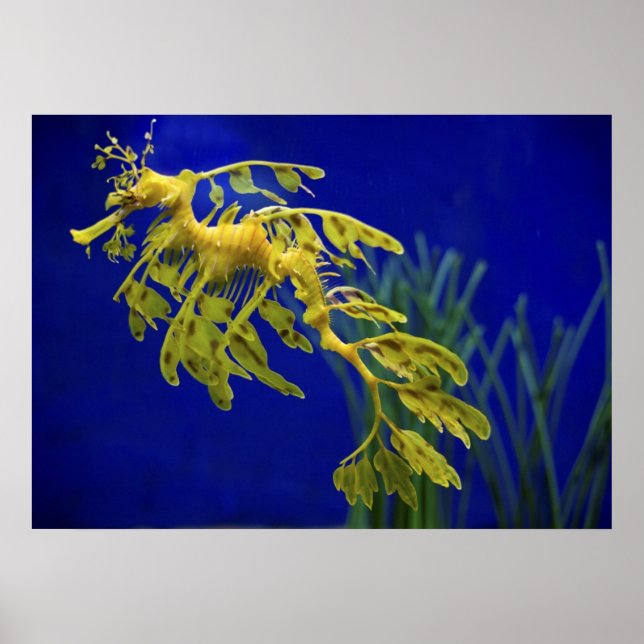 Sjöhäst Poster (Framsidan)