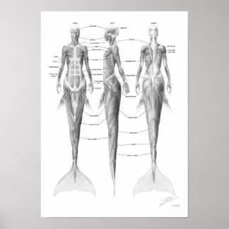 Sjöjungfru Muskulatur Poster