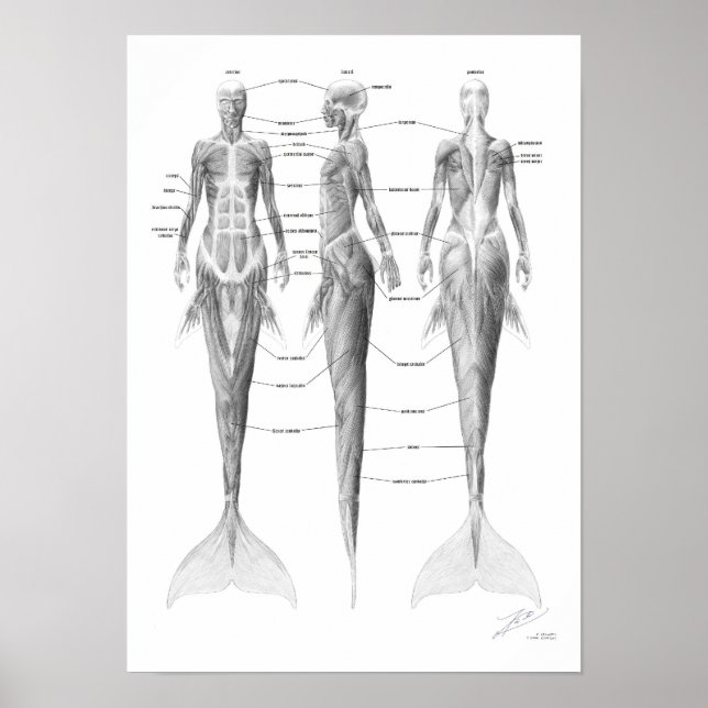 Sjöjungfru Muskulatur Poster (Framsidan)