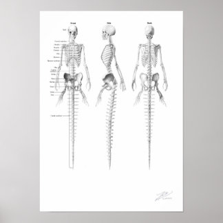 Sjöjungfru Skeleton Poster