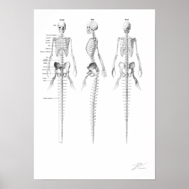 Sjöjungfru Skeleton Poster (Framsidan)