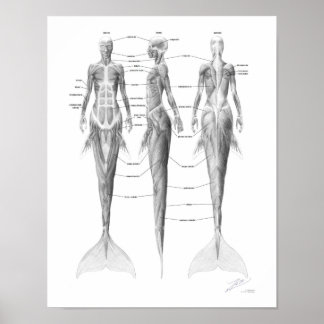 Sjöjungfrumuskulatur Poster