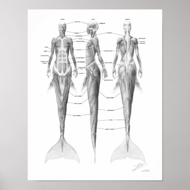 Sjöjungfrumuskulatur Poster (Framsidan)