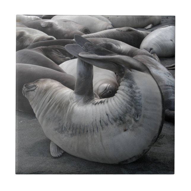 Sjöjungfrun förseglar - belägga med tegel kakelplatta (Framsidan)