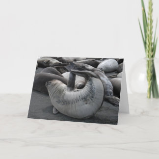 Sjöjungfrun förseglar kort