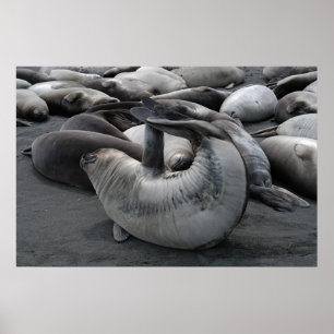 Sjöjungfruns försegling (Poster) Poster