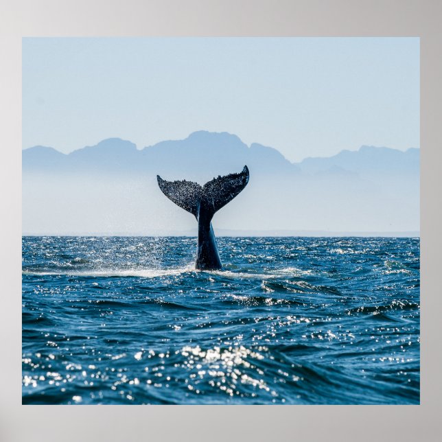 Sjölandskapet Svan: Dramatiska Vatten. Poster (Framsidan)