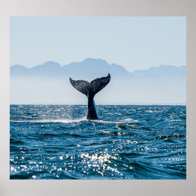 Sjölandskapet Svan: Dramatiska Vatten. Poster (Framsidan)