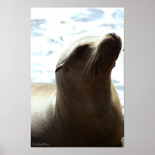 Sjölejon 2 poster