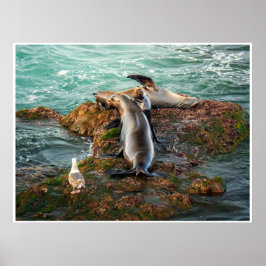 Sjölejon Kustväggkonst | Vilda Djur Foto Print Poster